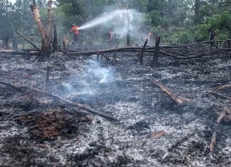 Polda Riau; Direktur PT DSI Jadi Tersangka Karhutla