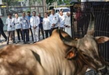 Iduladha 1447 H, Pertamina Patra Niaga Salurkan 2.031 Hewan Kurban
